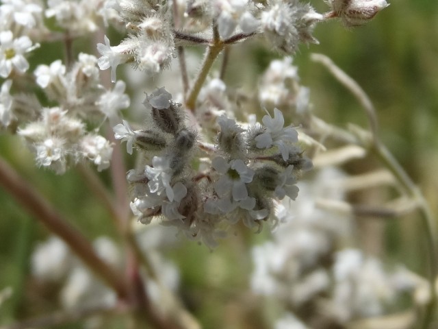 Gypsophila eriocalyx