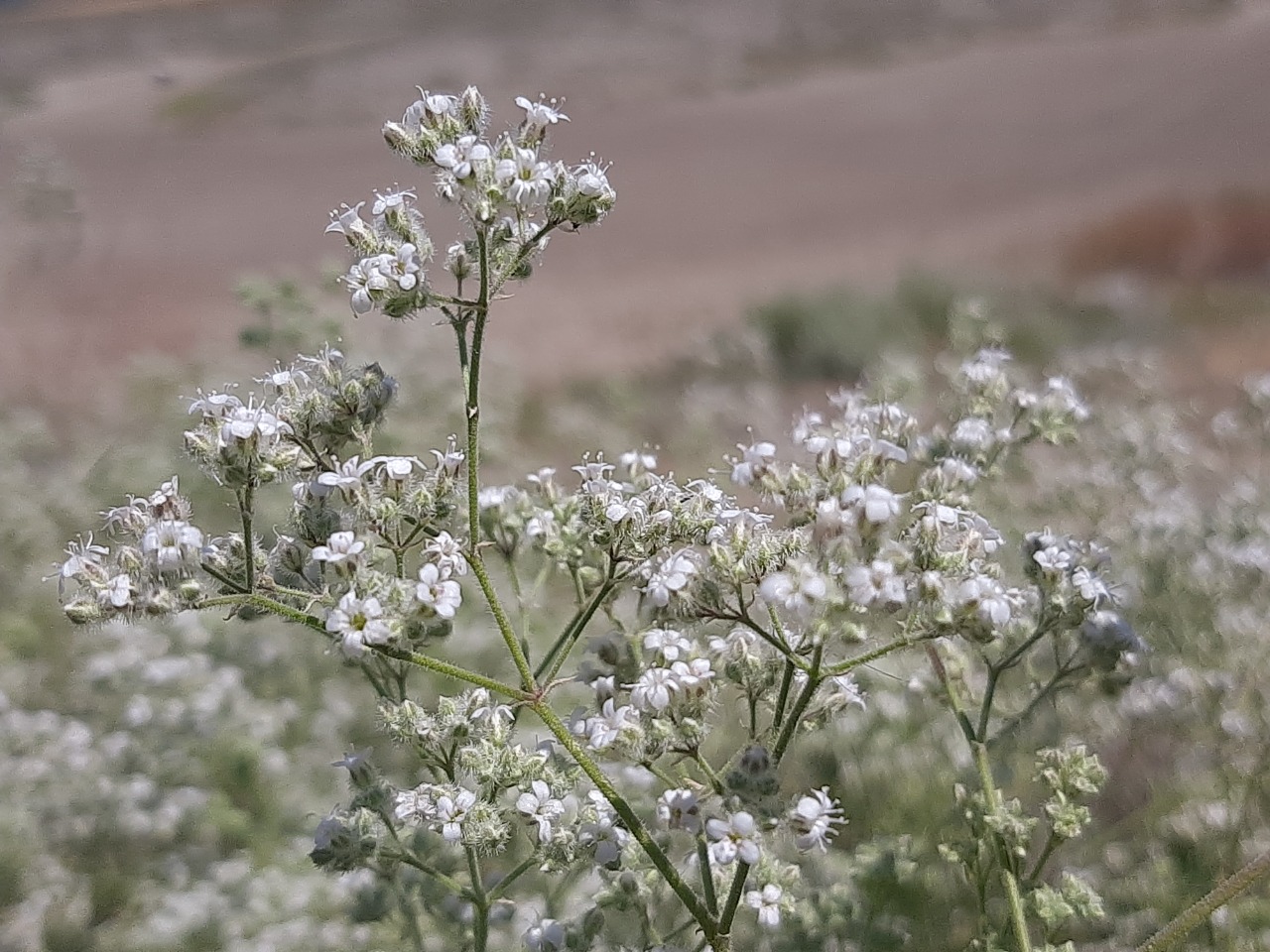 Gypsophila eriocalyx