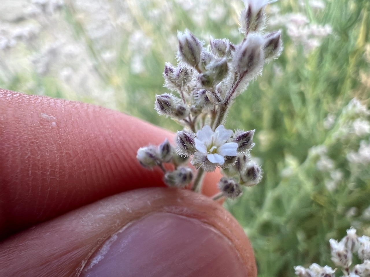 Gypsophila eriocalyx
