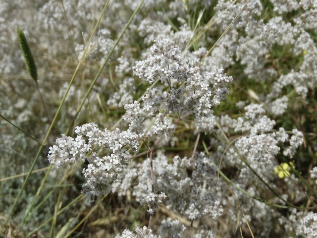 Gypsophila eriocalyx