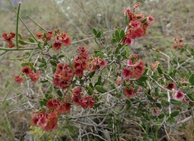 Atraphaxis billardieri