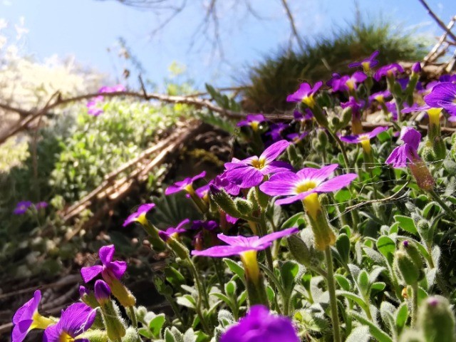 Aubrieta canescens
