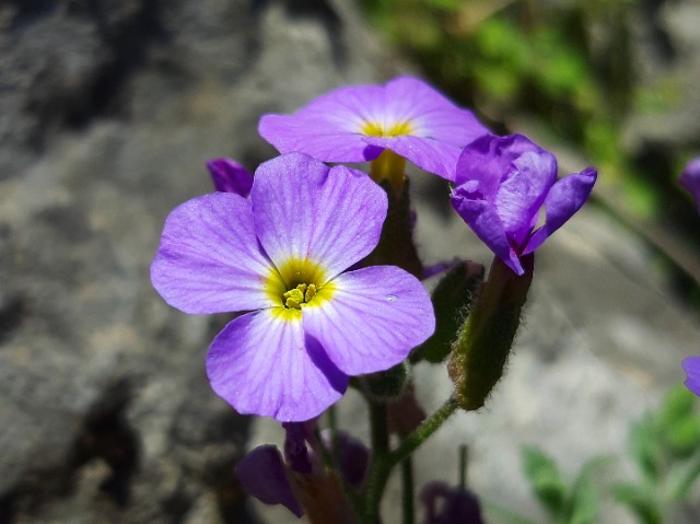 Aubrieta canescens