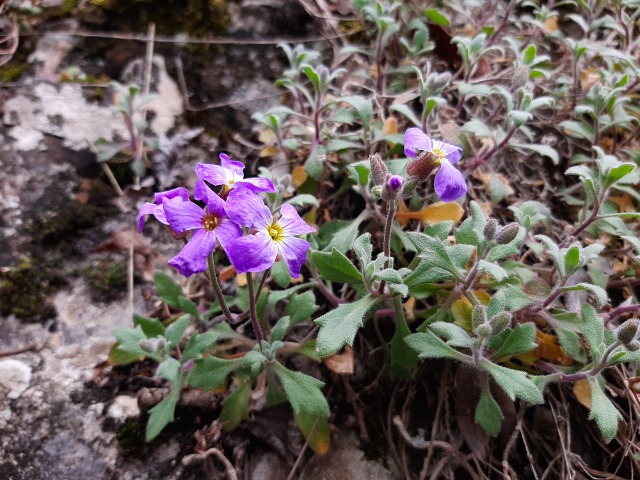 Aubrieta canescens