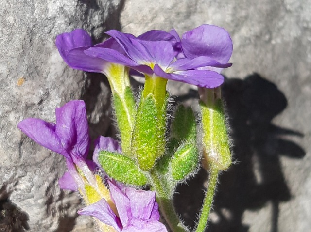 Aubrieta canescens
