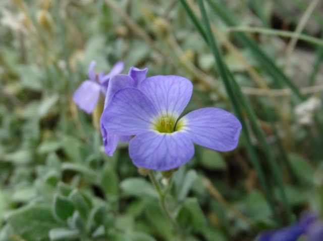 Aubrieta canescens