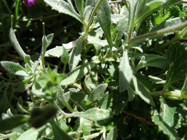 Aubrieta canescens