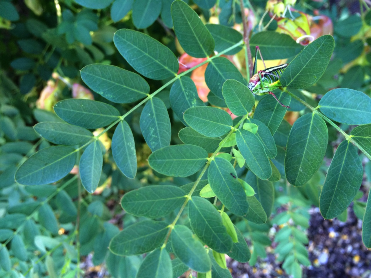 Colutea cilicica