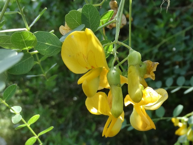 Colutea cilicica
