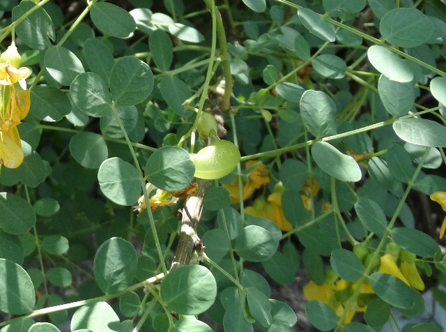 Colutea cilicica