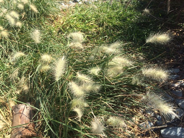 Pennisetum villosum