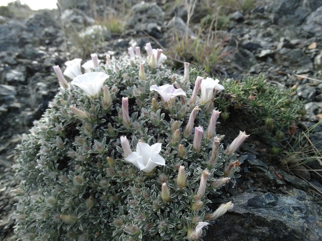 Convolvulus compactus