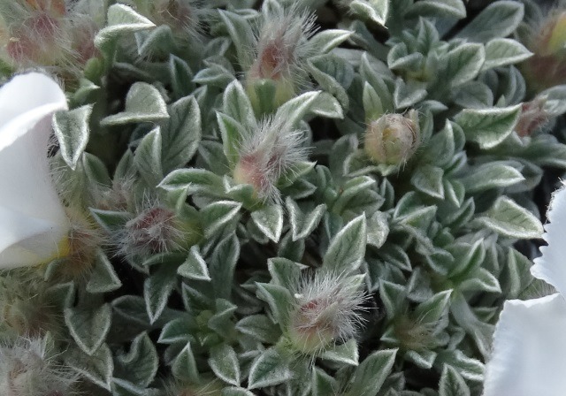 Convolvulus compactus