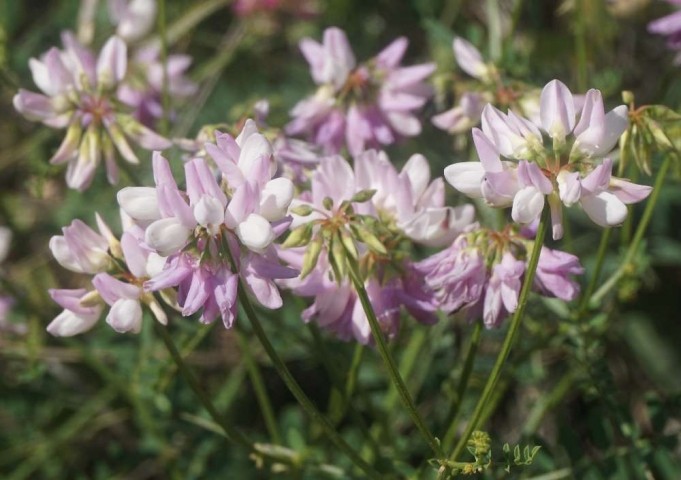 Coronilla varia