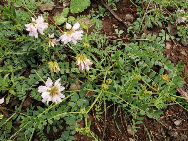 Coronilla varia