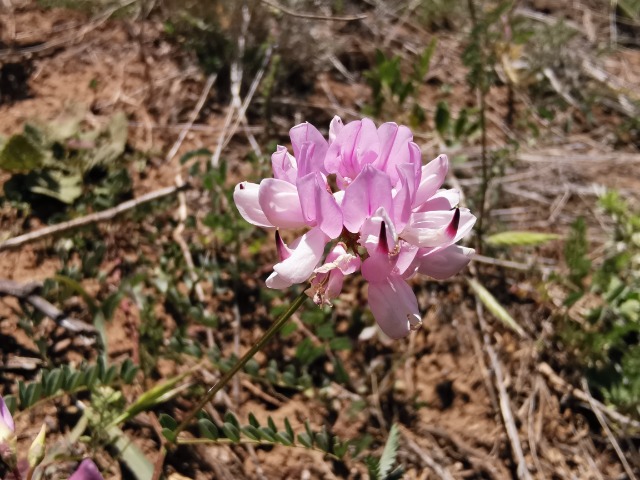 Coronilla varia