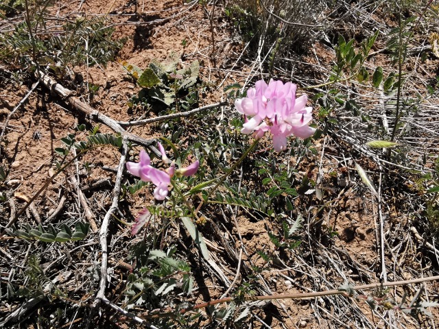 Coronilla varia