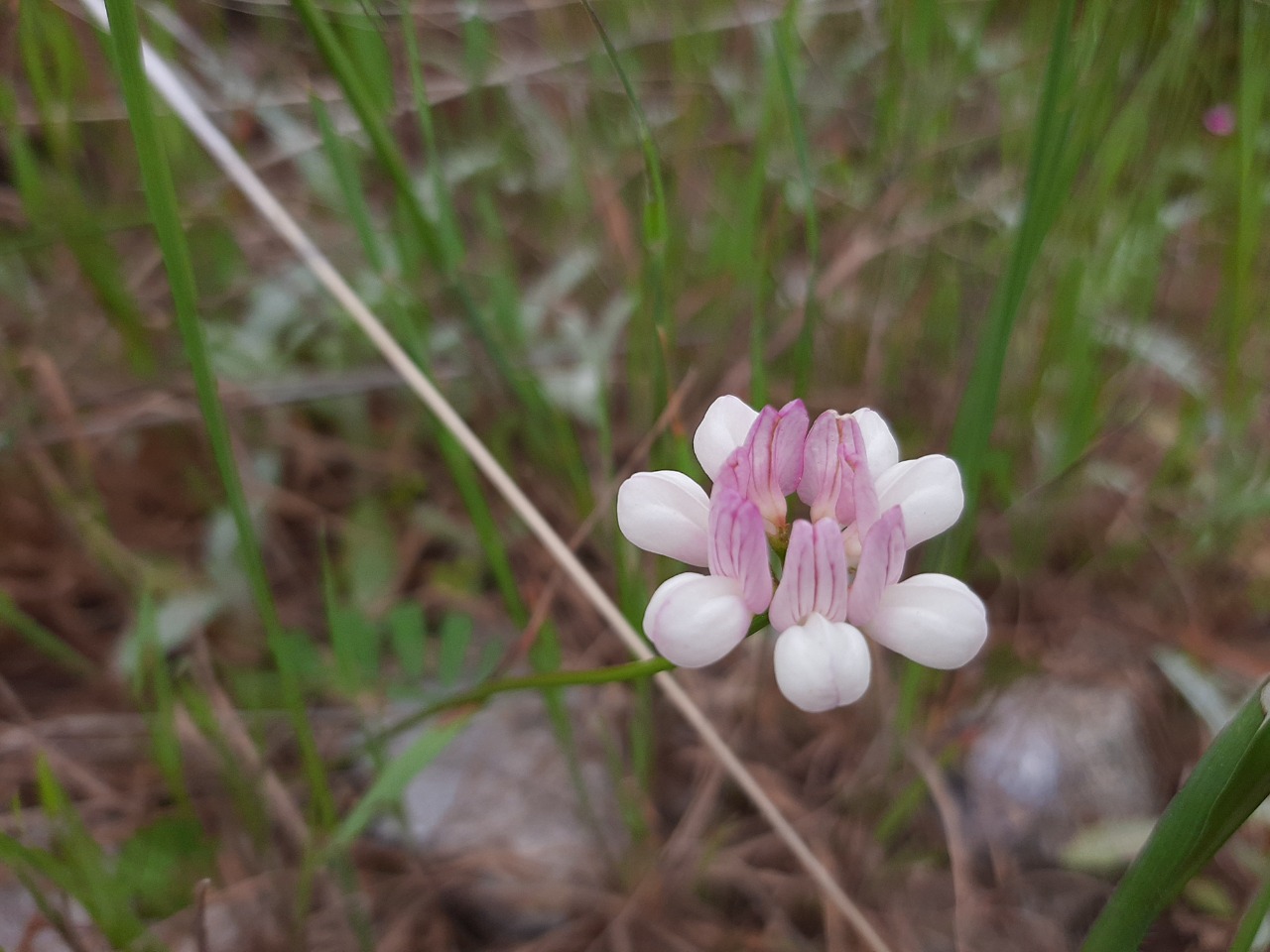 Coronilla varia