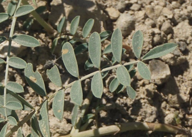 Coronilla varia