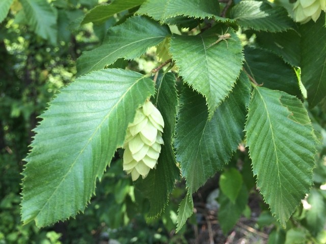 Ostrya carpinifolia