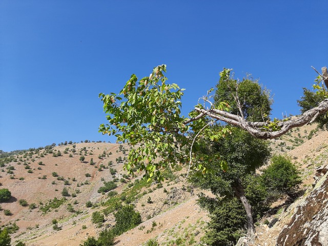 Ostrya carpinifolia