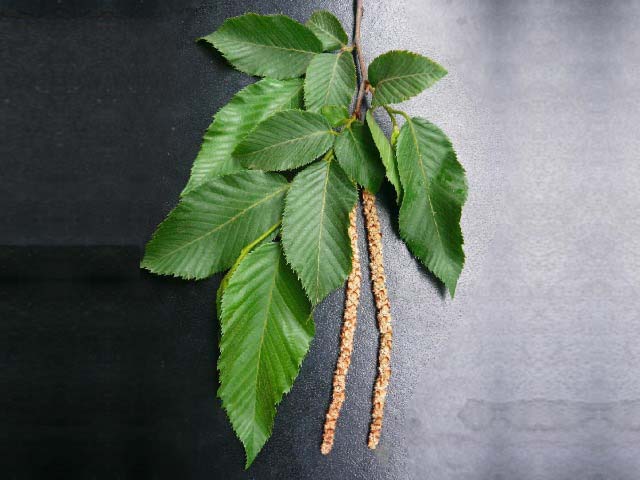 Ostrya carpinifolia