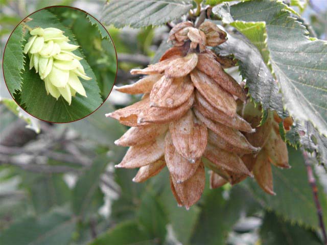 Ostrya carpinifolia