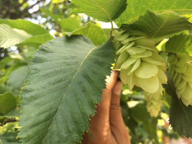 Ostrya carpinifolia