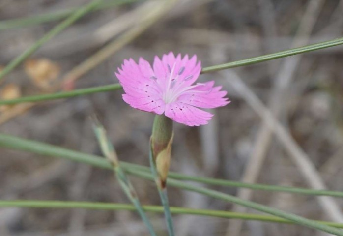 Dianthus zonatus var. zonatus