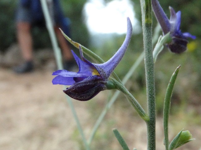 Delphinium peregrinum
