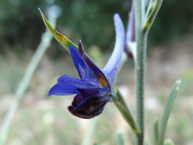 Delphinium peregrinum