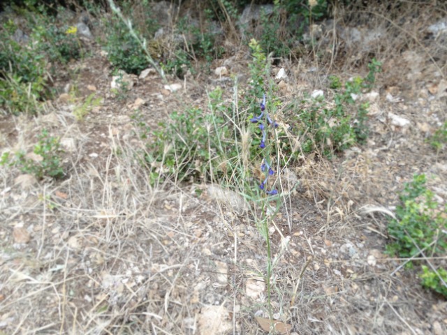 Delphinium peregrinum