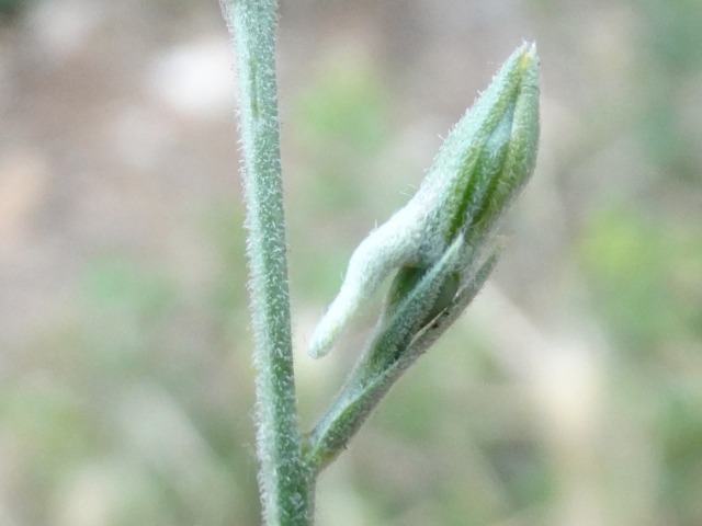 Delphinium peregrinum