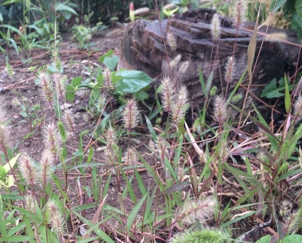 Setaria glauca