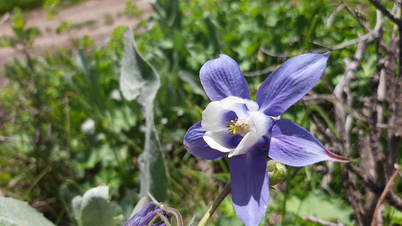 Aquilegia olympica