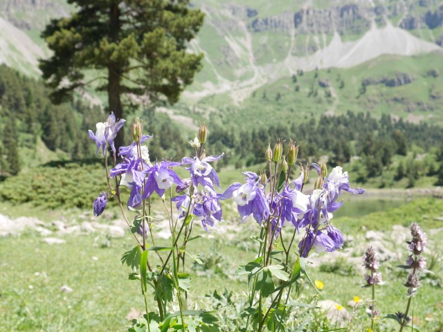 Aquilegia olympica