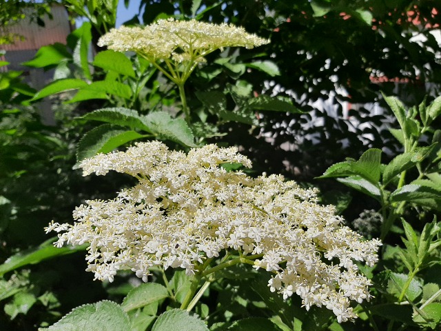 Sambucus ebulus