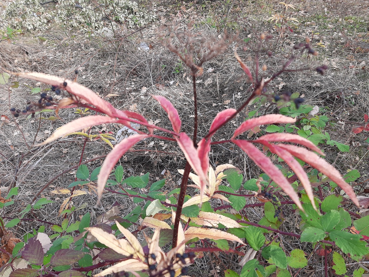 Sambucus ebulus