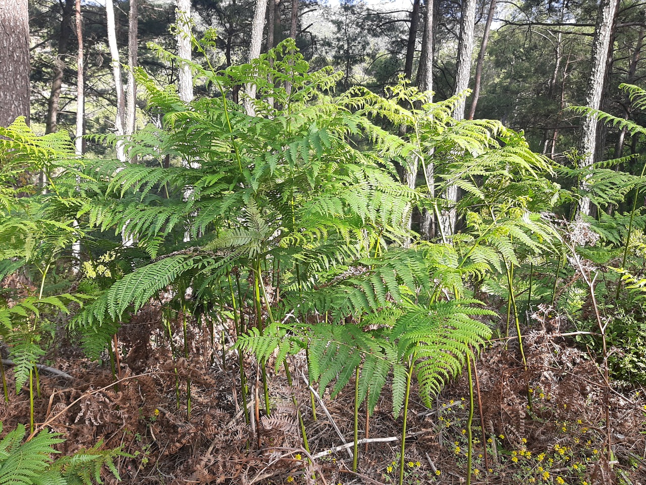 Sambucus ebulus