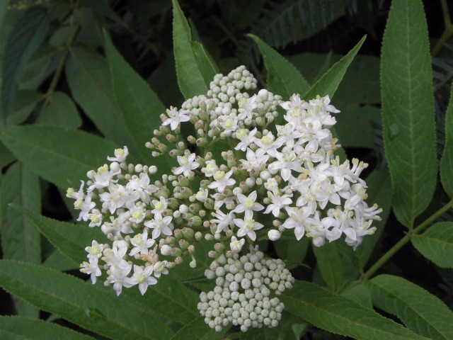 Sambucus ebulus