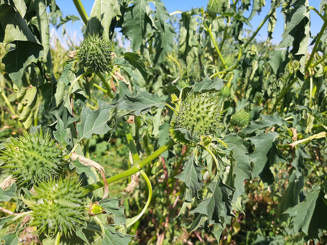 Datura stramonium