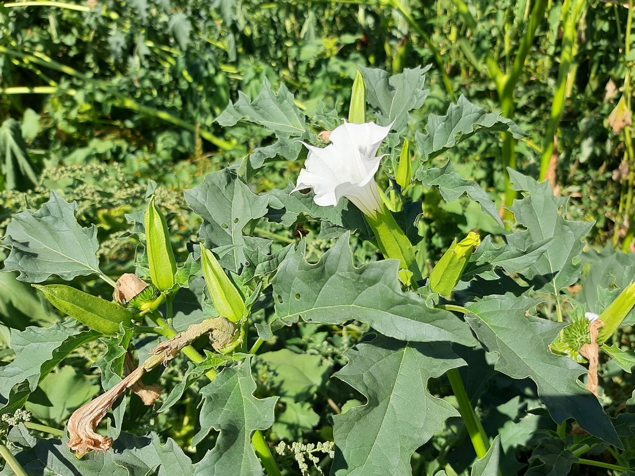 Datura stramonium