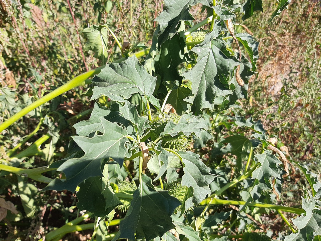 Datura stramonium