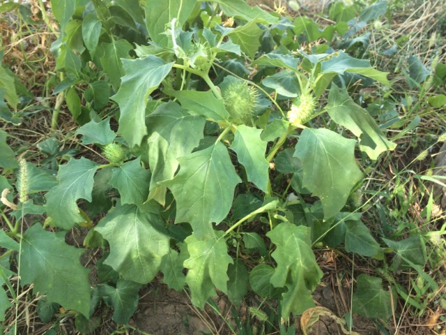 Datura stramonium