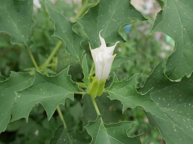 Datura stramonium