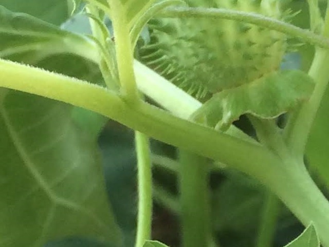 Datura stramonium