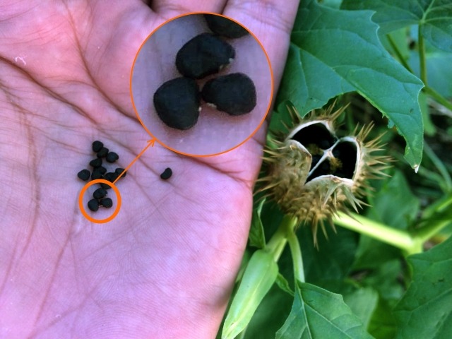 Datura stramonium