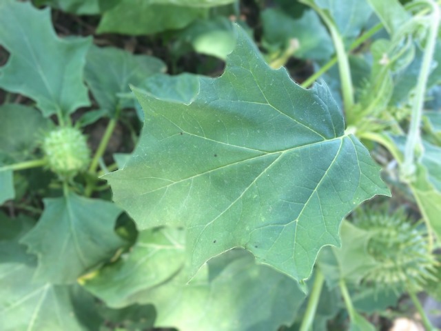 Datura stramonium