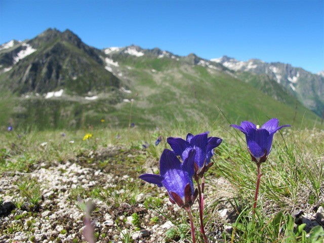 Campanula aucheri