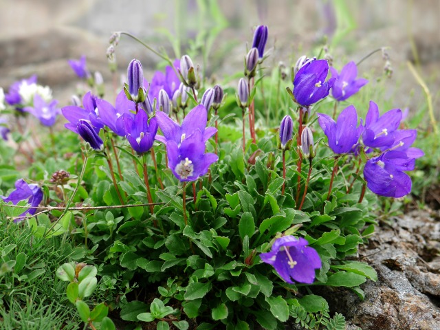 Campanula aucheri